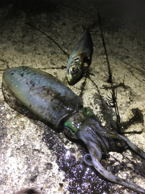 やっぱり楽しい