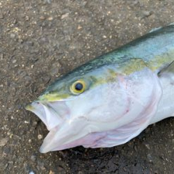 今日は釣ったるで！