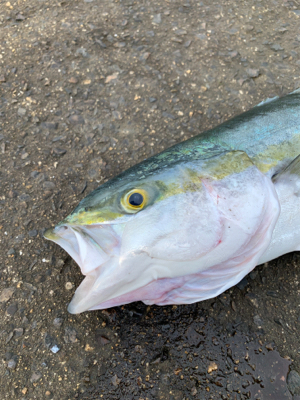 今日は釣ったるで！