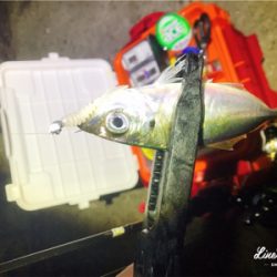 短時間アジング