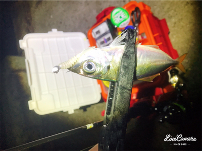 短時間アジング