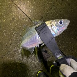 極寒の短時間アジング