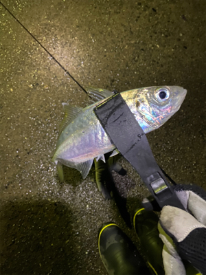 極寒の短時間アジング