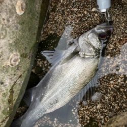 サラシの中のヒラスズキ!!