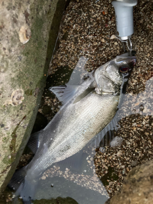 サラシの中のヒラスズキ!!