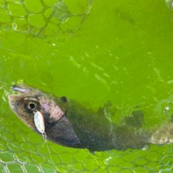 エリアトラウト