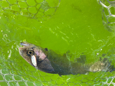 エリアトラウト