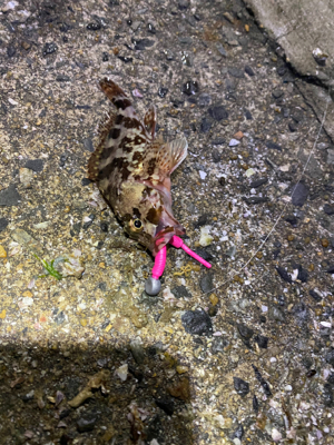 寒い中、なんとか釣れました〜