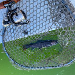 服部緑地 エリアトラウト 管釣り