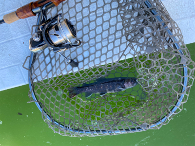 服部緑地 エリアトラウト 管釣り