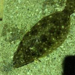 アジ、メバル、そしてヒラメ