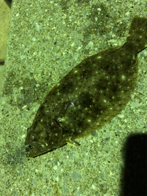 アジ、メバル、そしてヒラメ