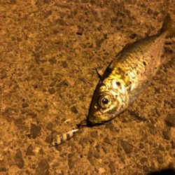 1人より仲間と釣るのが楽しみ