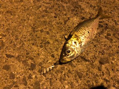 1人より仲間と釣るのが楽しみ