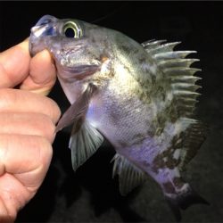 明石でメバリング