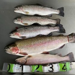 エリアトラウト