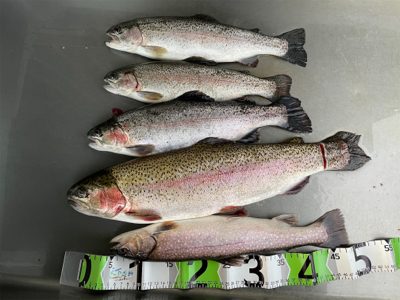 エリアトラウト