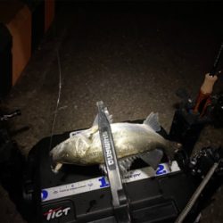 ライトゲーム チーバス