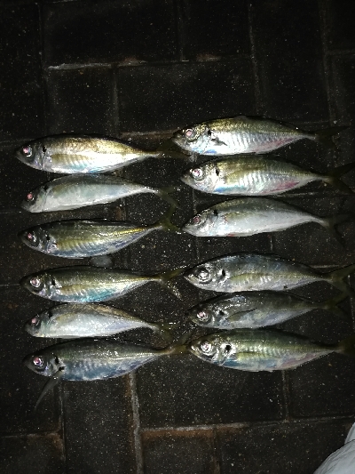 爆風&極寒アジング