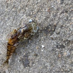 泣き尺サイズ釣れました