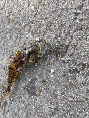 泣き尺サイズ釣れました