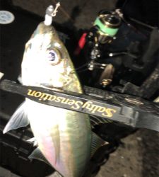 仕事帰りアジングナイト(プチ入れ食い)