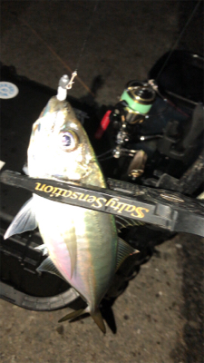 仕事帰りアジングナイト(プチ入れ食い)