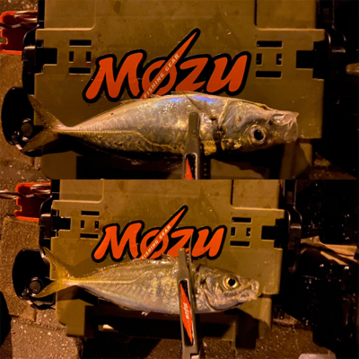 シャローフリークF