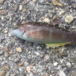 冬のちょい投げ