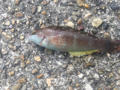 冬のちょい投げ