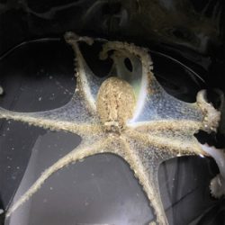 アジングでイイダコ笑