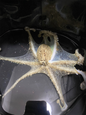 アジングでイイダコ笑