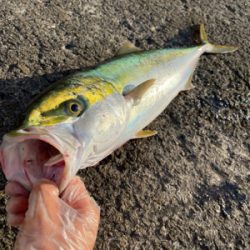 4ヶ月ぶりの青もん