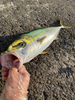 4ヶ月ぶりの青もん