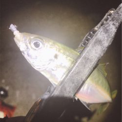 ちょろっとアジング