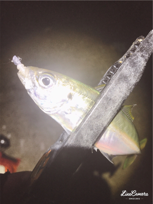 ちょろっとアジング