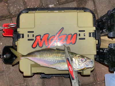 良型狙いなんとかなる