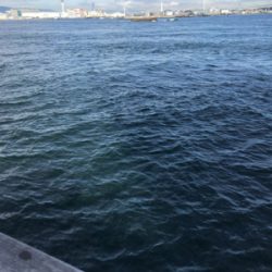 アジ25センチ。。