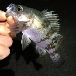 メバリング好調