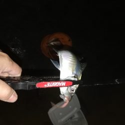 今日も爆風アジング