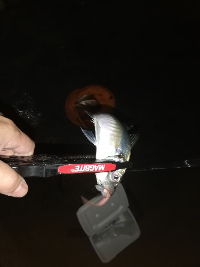 今日も爆風アジング