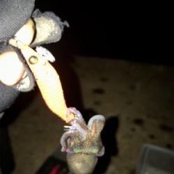 久しぶりにヒイカ釣れた(^.^)