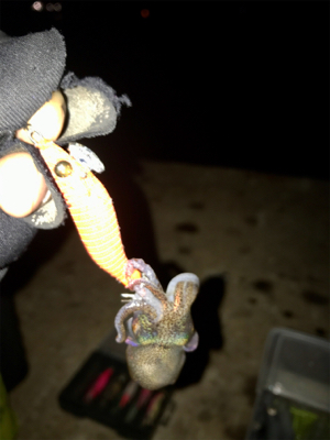 久しぶりにヒイカ釣れた(^.^)