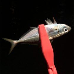 Newロッドの鱗付け