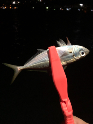 Newロッドの鱗付け