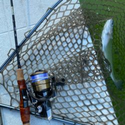 プールトラウト