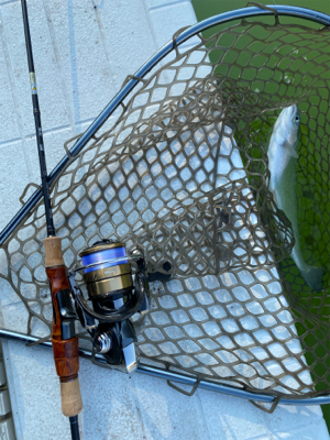 プールトラウト