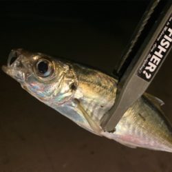 「釣り納め」のつもりで行ったのに！