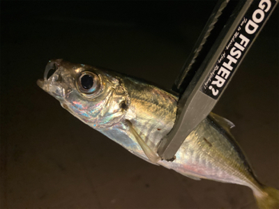 「釣り納め」のつもりで行ったのに！