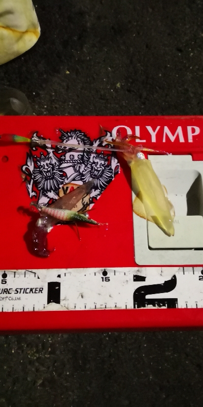 アジング練習 242  ヒイカ調査